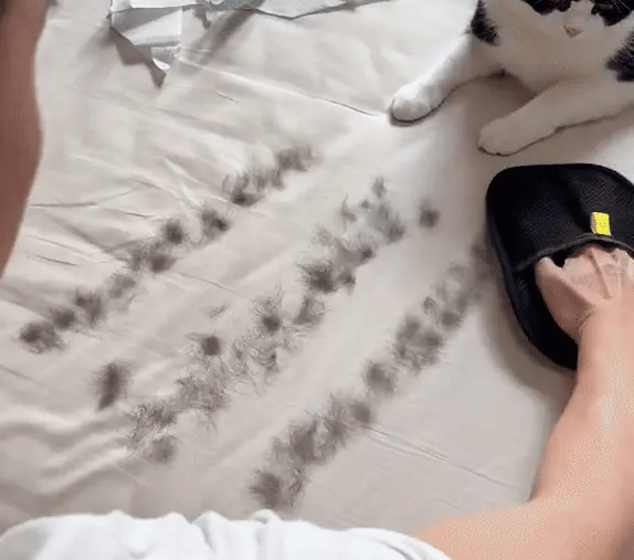 Mess-Free Grooming with ZYNOQO Pet Hair Remover Glove