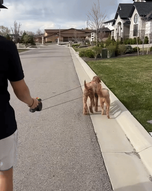 Walk 2 Dogs Tangle-Free with ZYNOQO Retractable Leash + Light